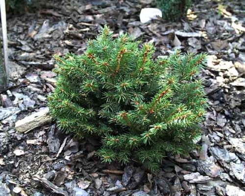 Picea abies 'Barryi' 